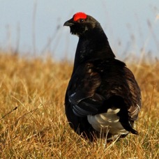 GROUSE.       BLACK     TEESDALE.jpg