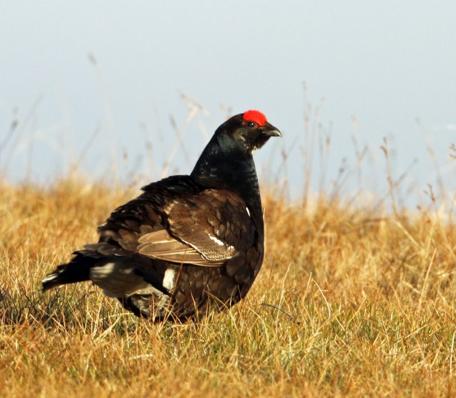 GROUSE. BLACK   TEESDALE.  CO. DURHAM.jpg