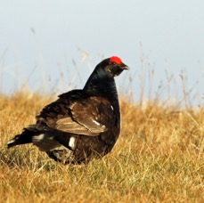 GROUSE. BLACK   TEESDALE.  CO. DURHAM.jpg