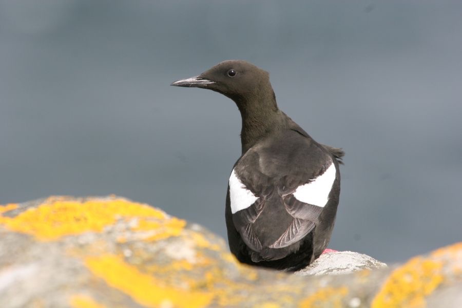 GUILLEMOT.  BLACK.   SHETLANDS.jpg