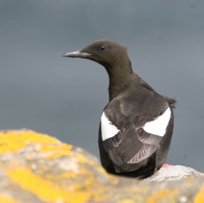 GUILLEMOT.  BLACK.   SHETLANDS.jpg