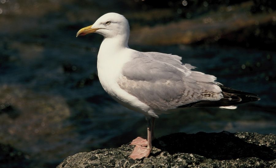 GULL.  HERRING     FARNES..JPG
