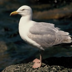 GULL.  HERRING     FARNES..JPG