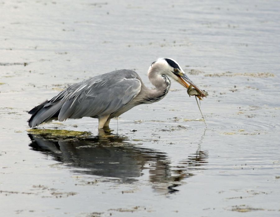 HERON GREY   fishing BROWNSEA.JPG