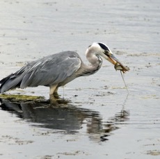 HERON GREY   fishing BROWNSEA.JPG
