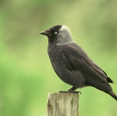 JACKDAW        N-LAND.JPG