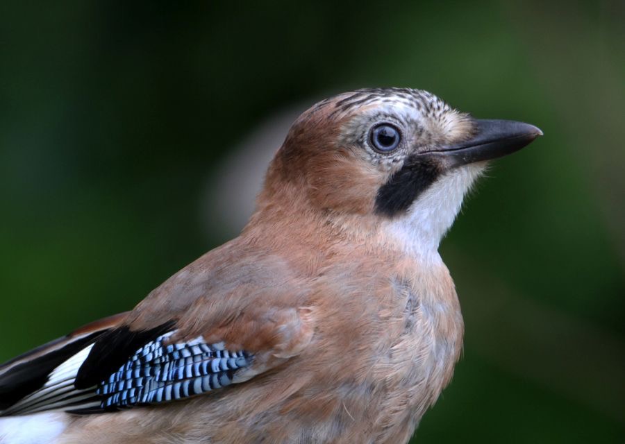 JAY     portrait          DALBY FOREST.jpg