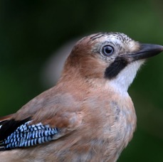 JAY     portrait          DALBY FOREST.jpg
