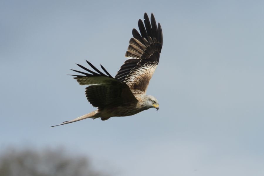 KITE . RED   YORKSHIRE.JPG