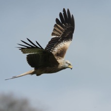 KITE . RED   YORKSHIRE.JPG