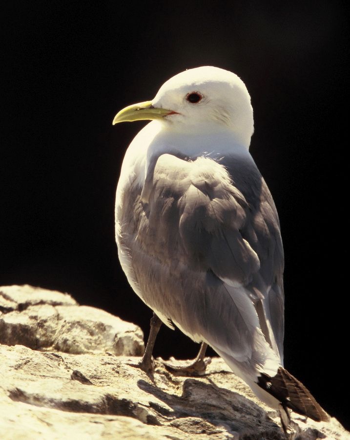 KITTIWAKE..  FARNES..jpg
