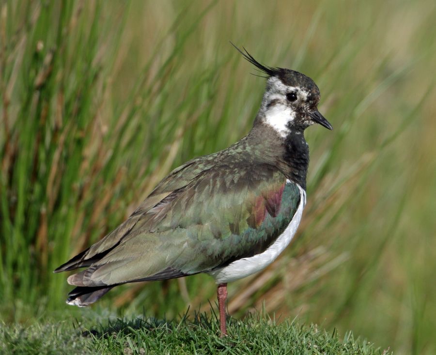 LAPWING    SWALEDALE.JPG