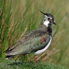 LAPWING    SWALEDALE.JPG