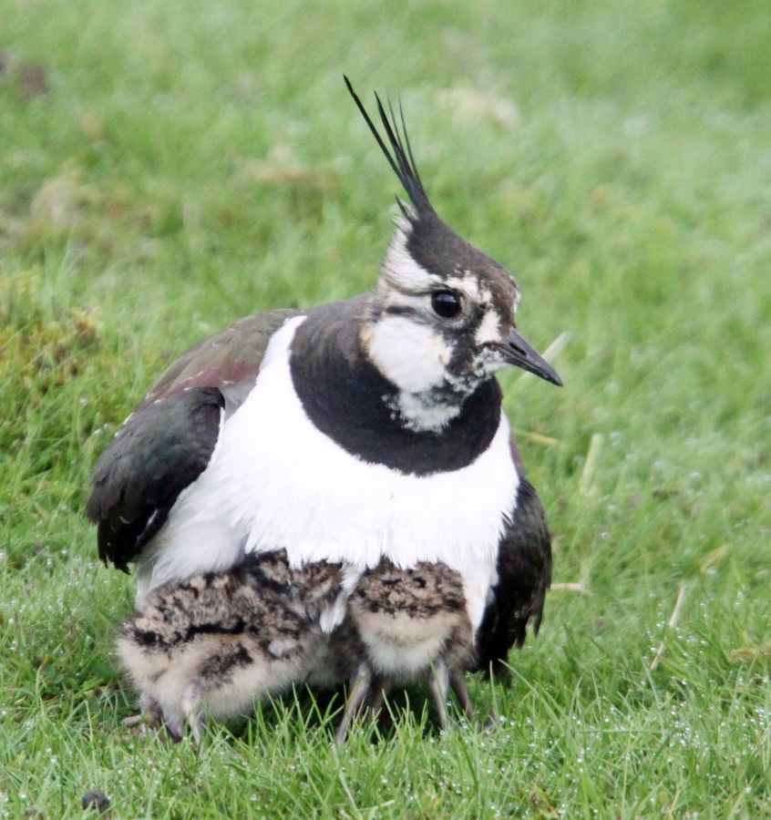 LAPWING  with chicks  SWALEDALE.JPG
