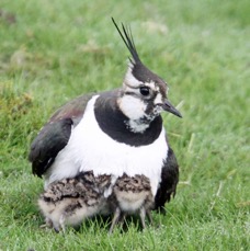 LAPWING  with chicks  SWALEDALE.JPG