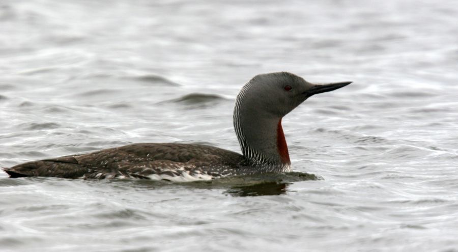 LOON   RED THROATED      SHETLANDS.jpg