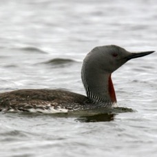 LOON   RED THROATED      SHETLANDS.jpg