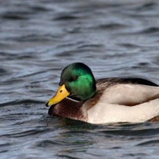 MALLARD  male     SCOTLAND.jpg