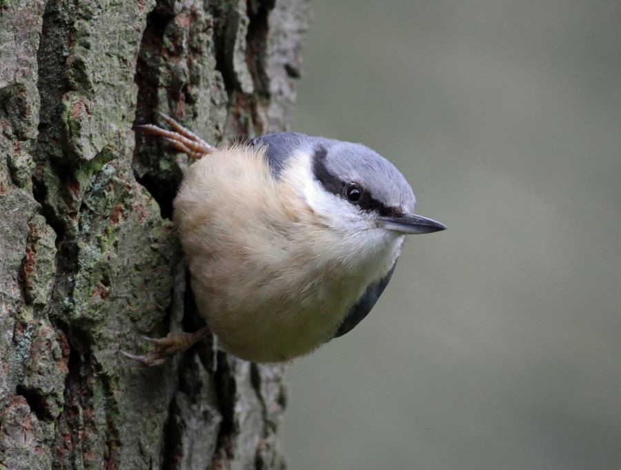 NUTHATCH YORKSHIRE.JPG