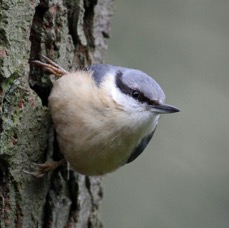 NUTHATCH YORKSHIRE.JPG