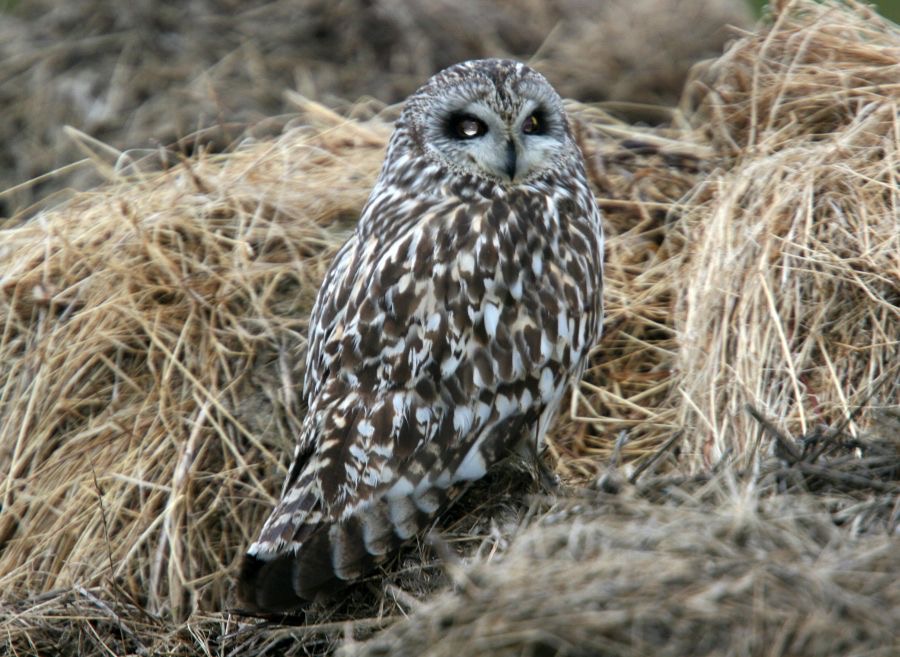 OWL  SHORT EARED       SHETLANDS.jpg
