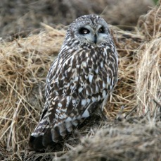 OWL  SHORT EARED       SHETLANDS.jpg
