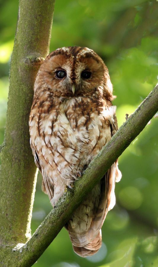 OWL  TAWNY   YORKSHIRE.JPG