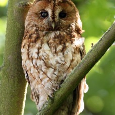 OWL  TAWNY   YORKSHIRE.JPG