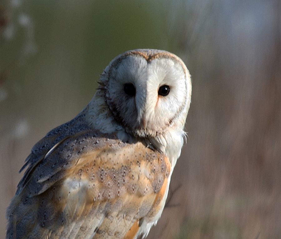 OWL. BARN   YORKSHIRE.jpg