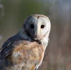 OWL. BARN   YORKSHIRE.jpg