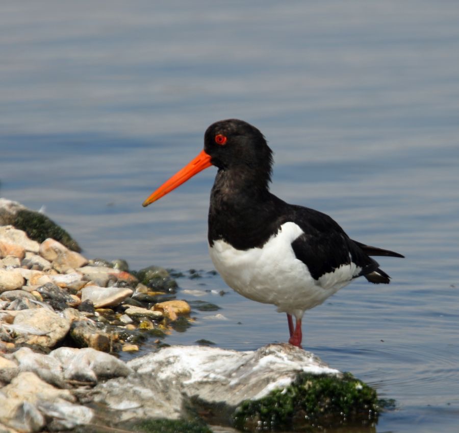 OYSTER CATCHER  BROWNSEA.JPG