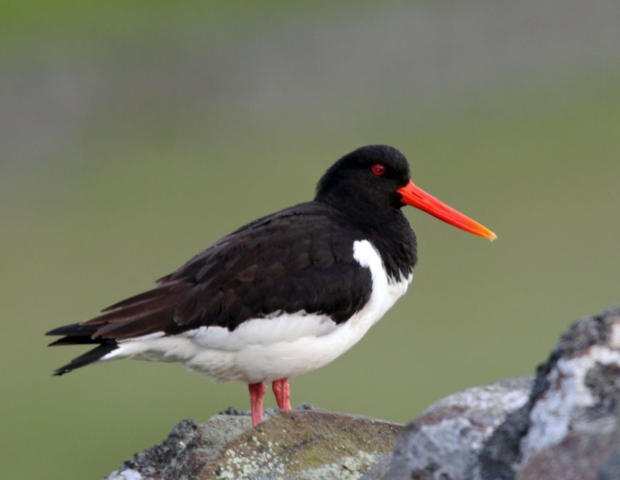 OYSTER CATCHER  COQUET VALLEY.JPG