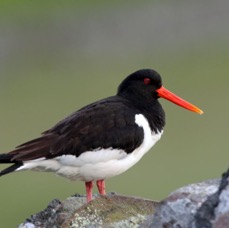 OYSTER CATCHER  COQUET VALLEY.JPG