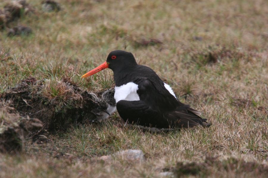 OYSTER CATCHER with chicks    SHETLANDS.jpg