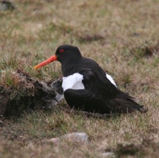 OYSTER CATCHER with chicks    SHETLANDS.jpg