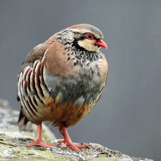 PARTRIDGE   RED-LEGGED   BRANSDALE..jpg