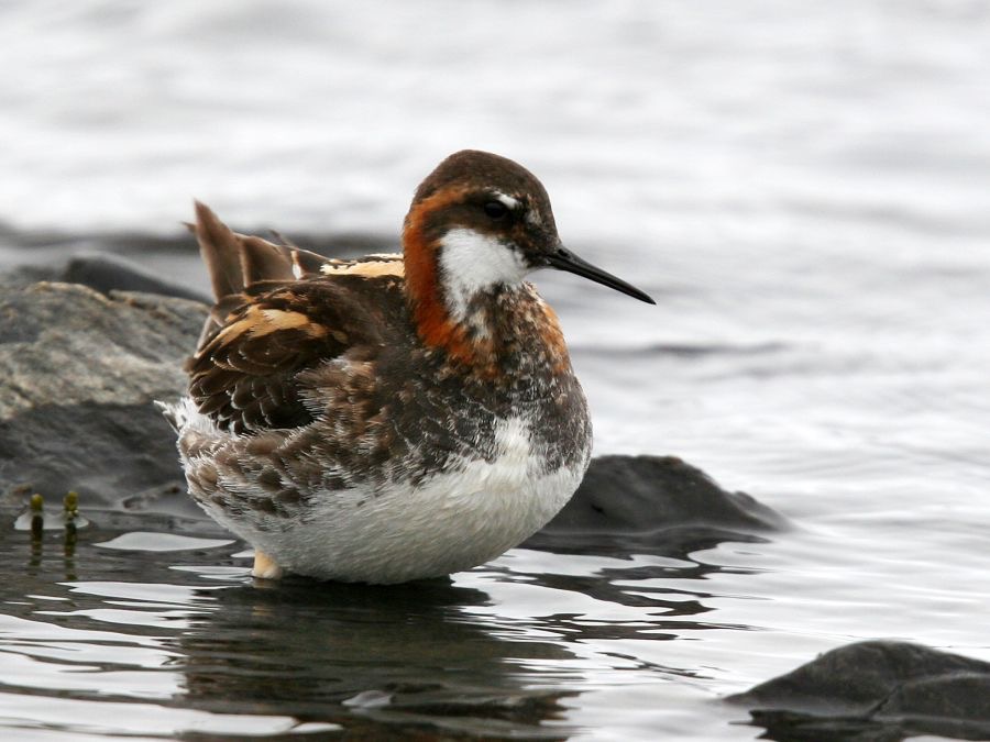 PHALOROPE  RED NECKED male SHETLANDS.jpg