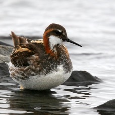 PHALOROPE  RED NECKED male SHETLANDS.jpg