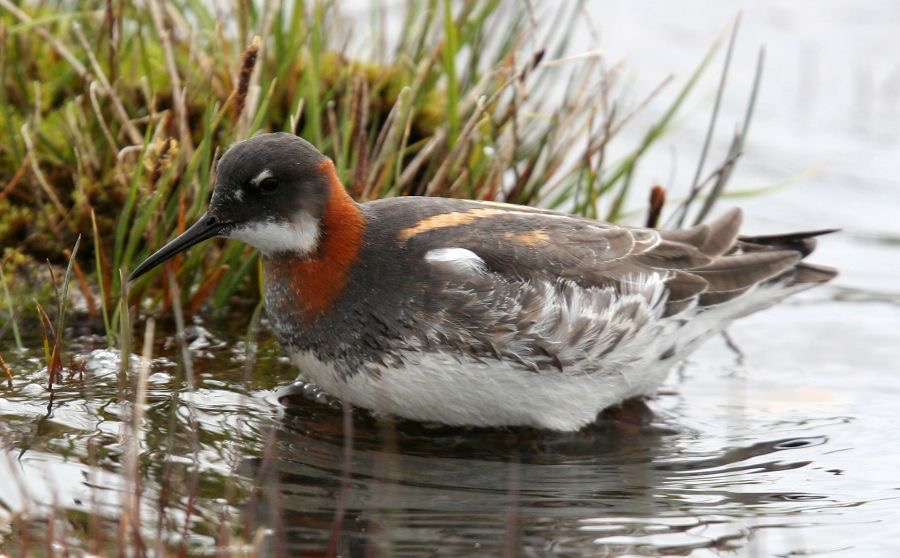 PHALOROPE RED NECKED     female  SHETLANDS.jpg