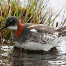 PHALOROPE RED NECKED     female  SHETLANDS.jpg