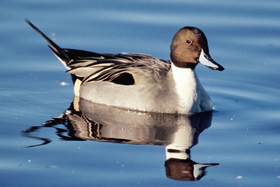 PINTAIL male.  MARTIN MERE..jpg