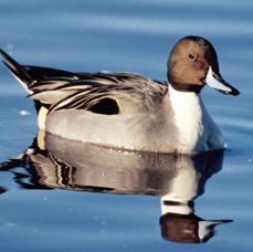 PINTAIL male.  MARTIN MERE..jpg