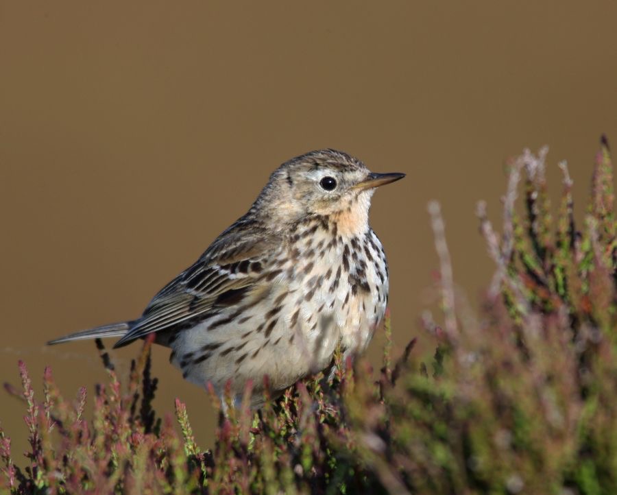 PIPIT   MEADOW SWALEDALE.JPG