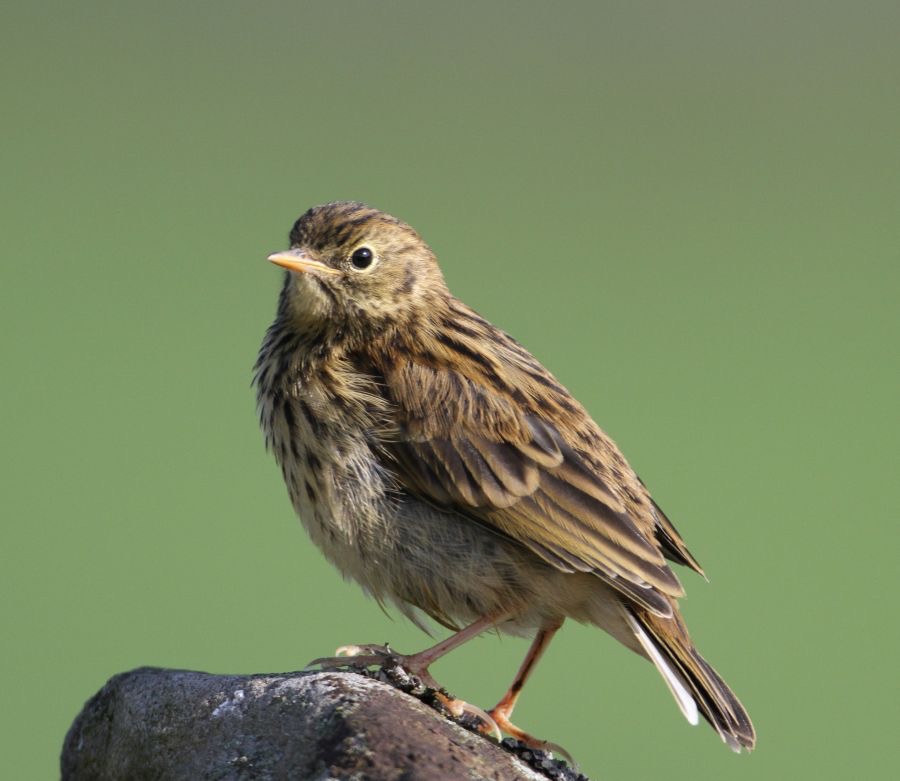 PIPIT  MEADOW SWALEDALE..JPG