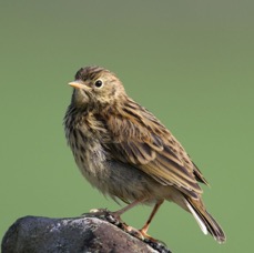PIPIT  MEADOW SWALEDALE..JPG