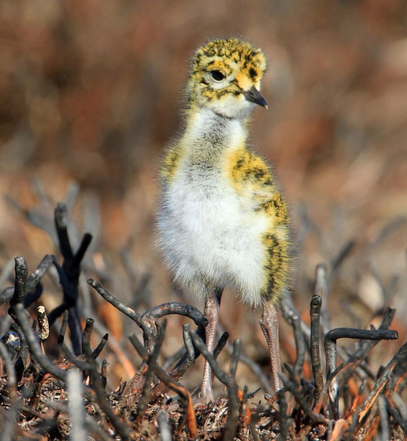 PLOVER   GOLDEN   chick  in burnt Heather  SWALEDALE.JPG