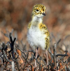 PLOVER   GOLDEN   chick  in burnt Heather  SWALEDALE.JPG