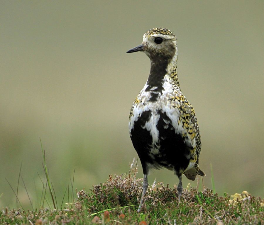 PLOVER  GOLDEN SWALEDALE.jpg