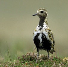 PLOVER  GOLDEN SWALEDALE.jpg