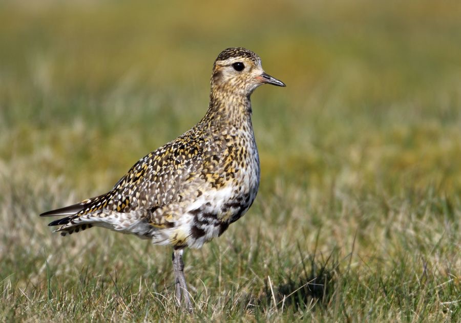 PLOVER GOLDEN  SWALEDALE...JPG